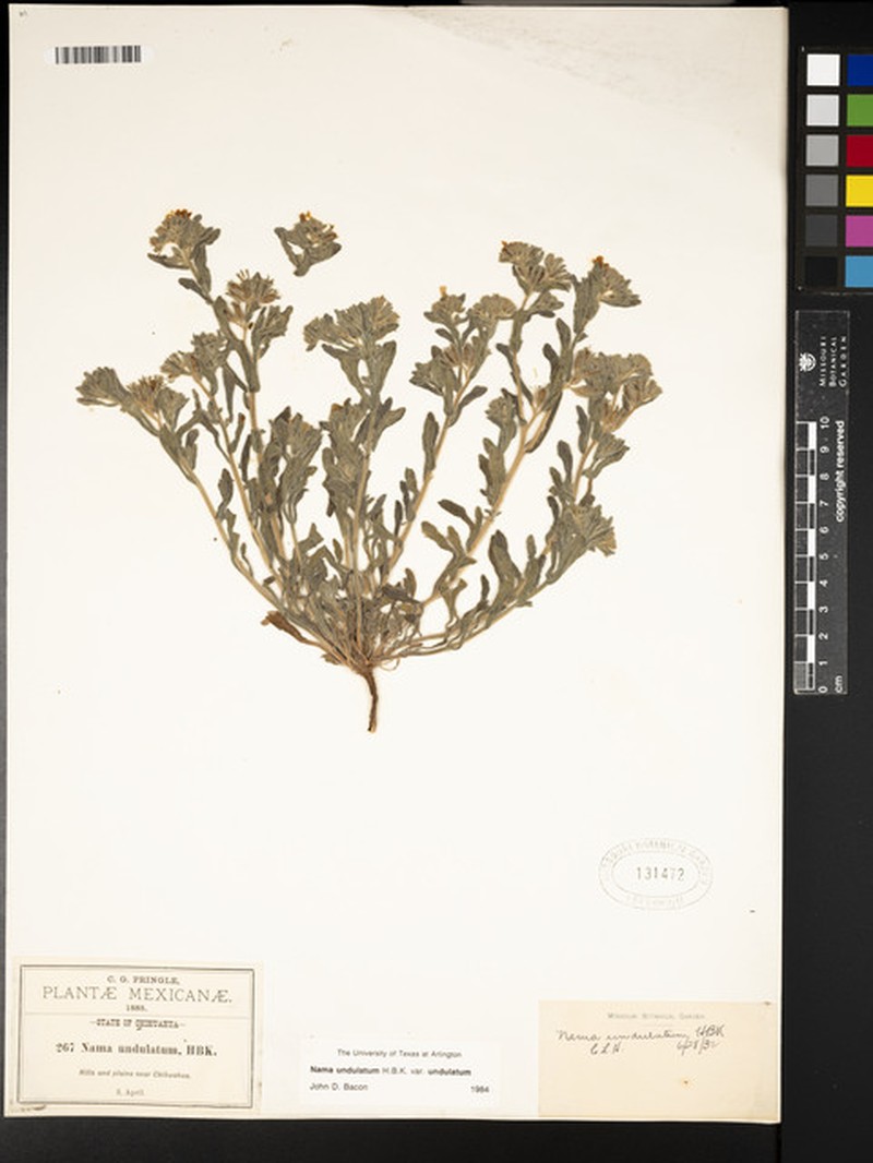 Nama undulata var. undulata photo 5