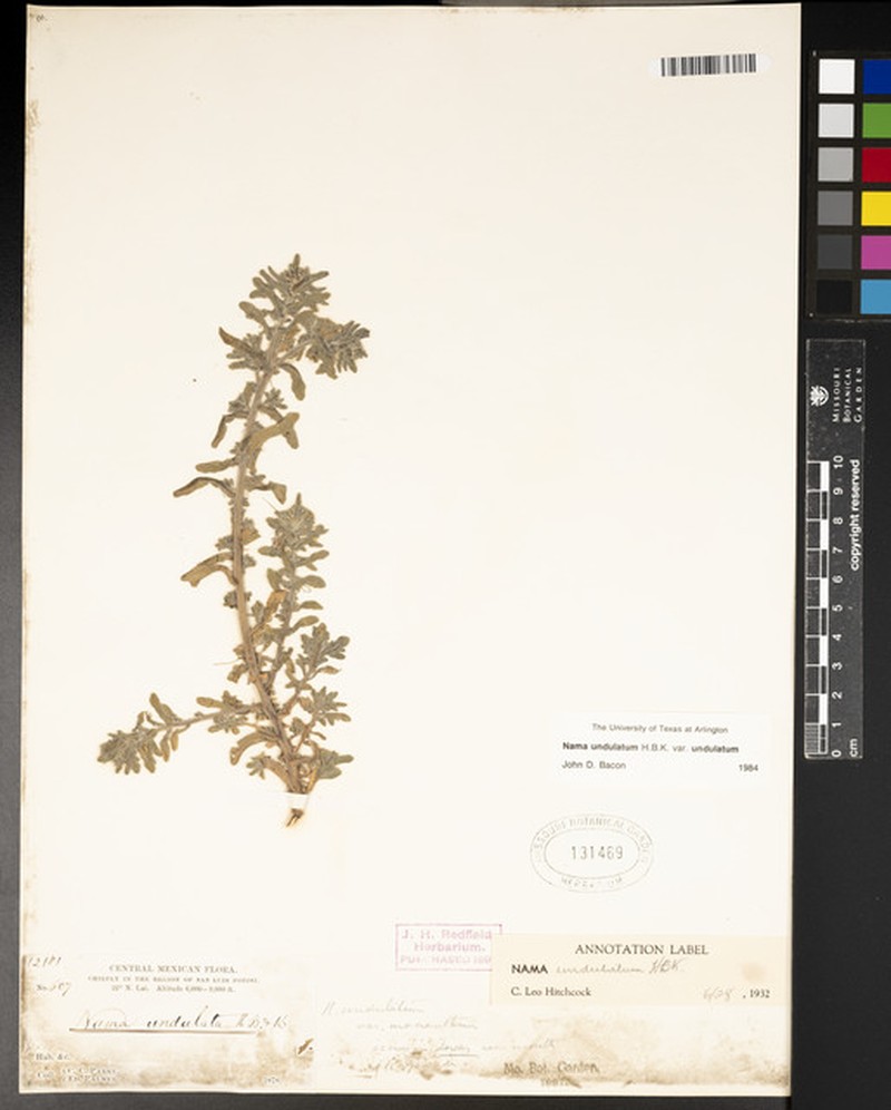 Nama undulata var. undulata photo 6