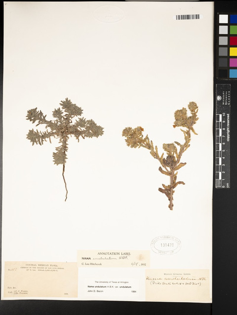 Nama undulata var. undulata photo 7
