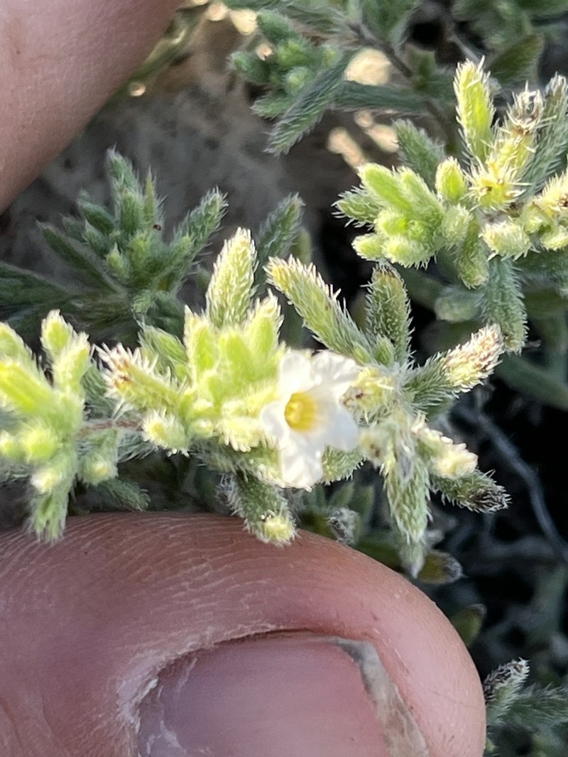 Nama xylopoda photo 2