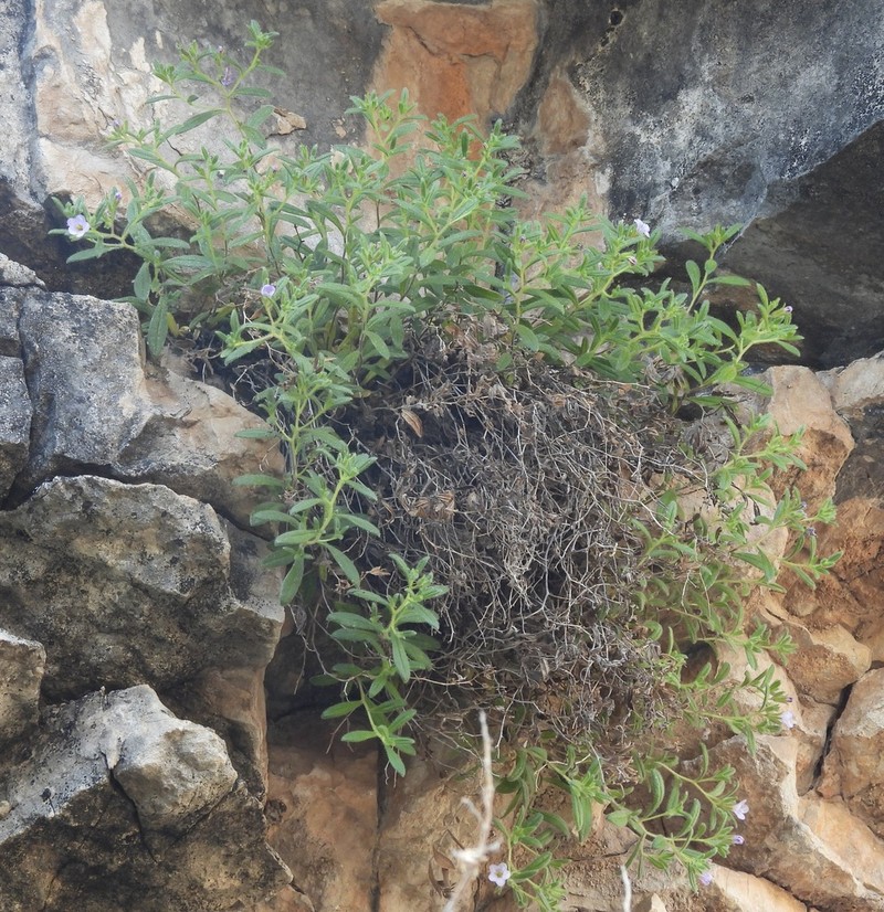 Nama xylopoda photo 3