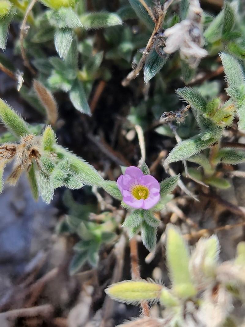 Nama xylopoda photo 8