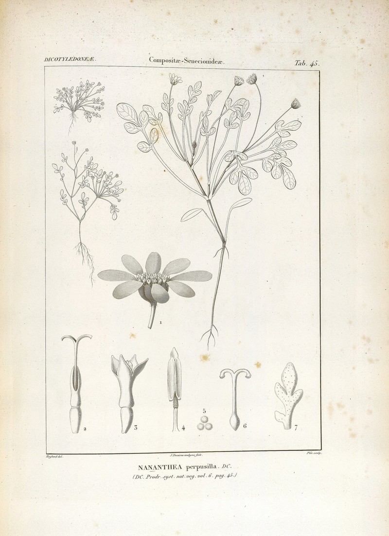 Nananthea perpusilla