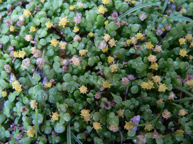 Nananthea perpusilla photo 2
