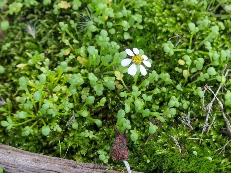 Nananthea perpusilla photo 3