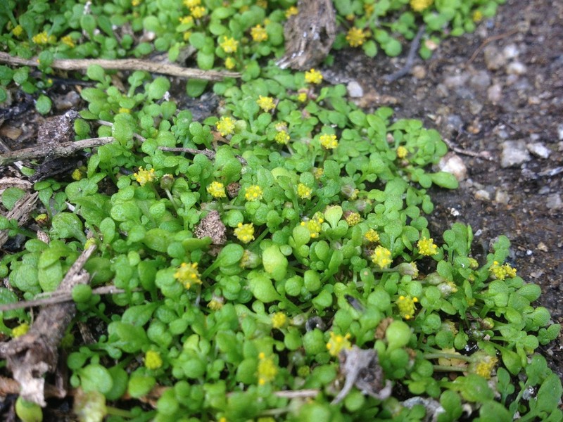 Nananthea perpusilla photo 4