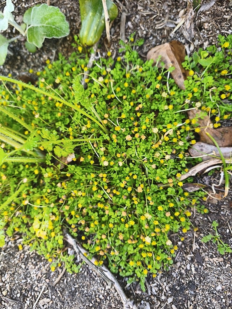 Nananthea perpusilla photo 5