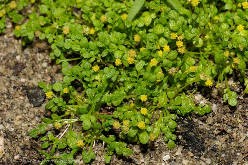 Nananthea perpusilla photo 6