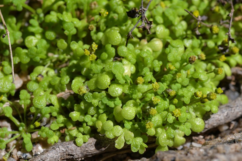 Nananthea perpusilla photo 7