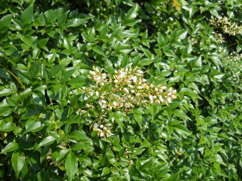 Sacred Bamboo photo 3