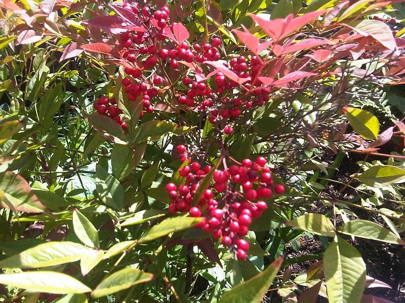 Sacred Bamboo photo 5