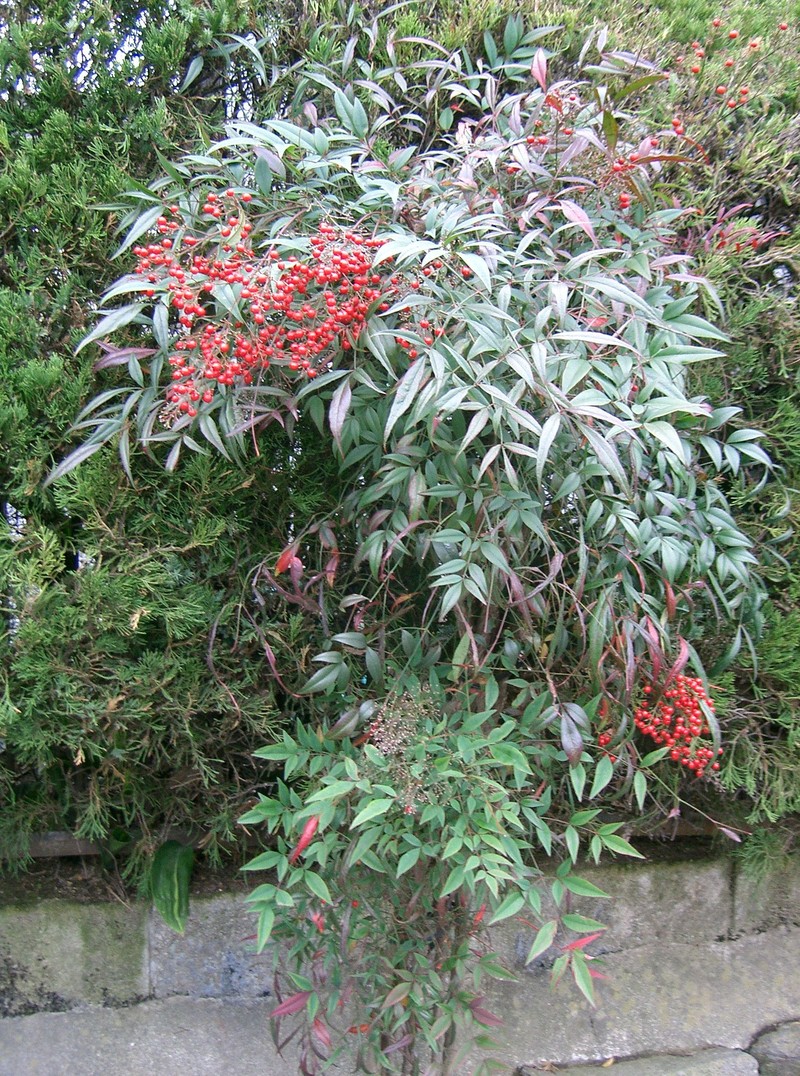 Sacred Bamboo photo 6