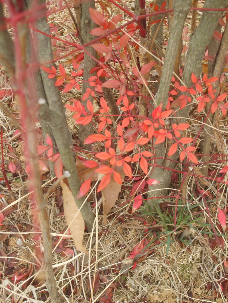 Sacred Bamboo photo 8