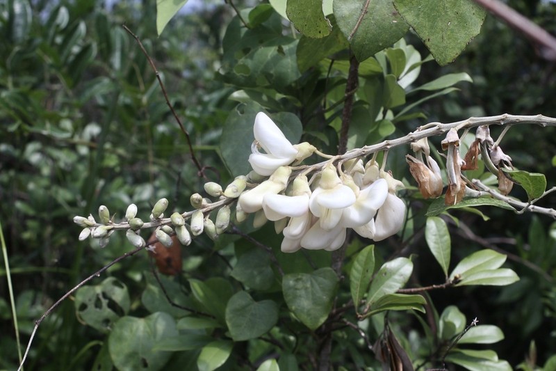 Nanhaia speciosa