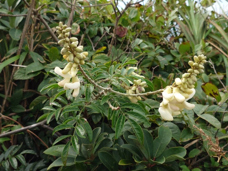 Nanhaia speciosa photo 2