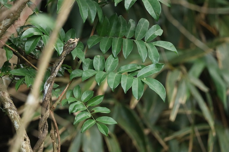 Nanhaia speciosa photo 3