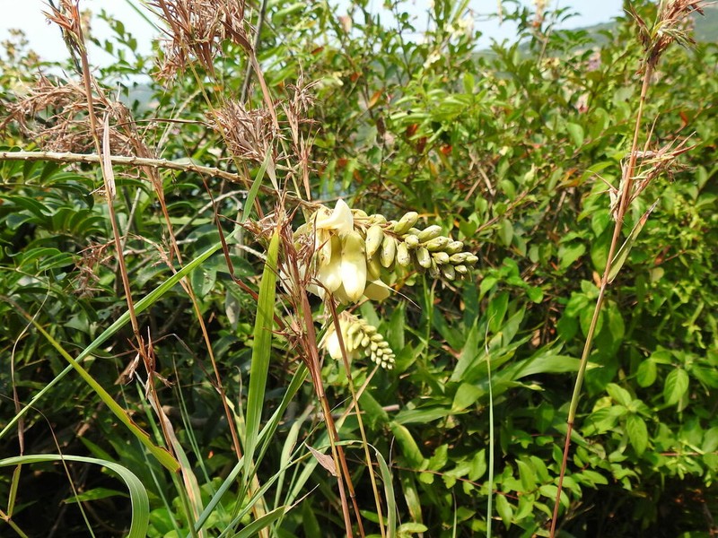 Nanhaia speciosa photo 4