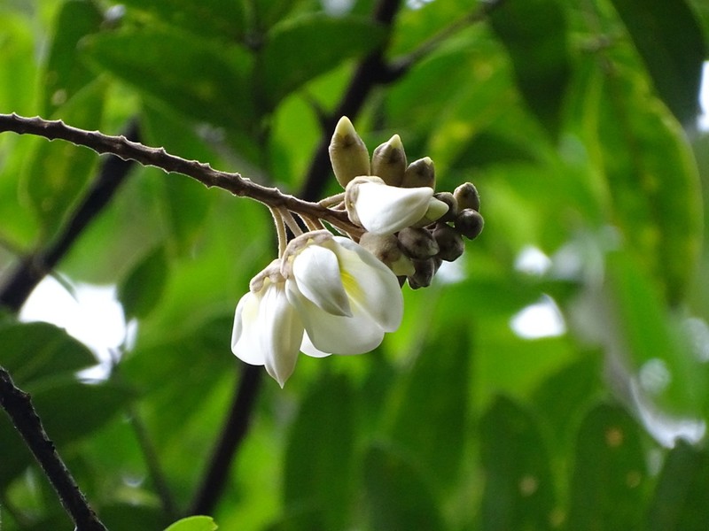 Nanhaia speciosa photo 5
