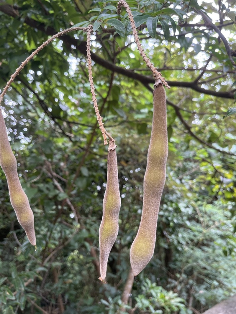 Nanhaia speciosa photo 6