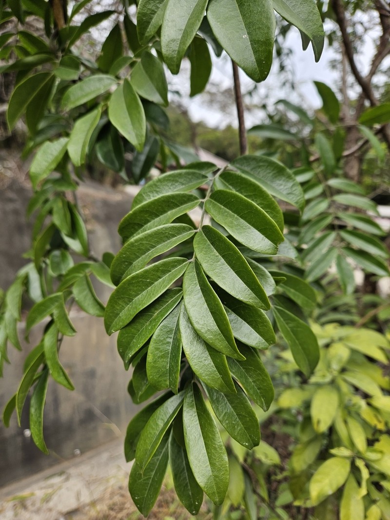 Nanhaia speciosa photo 7