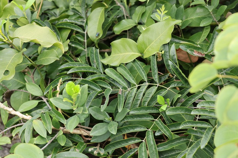 Nanhaia speciosa photo 8