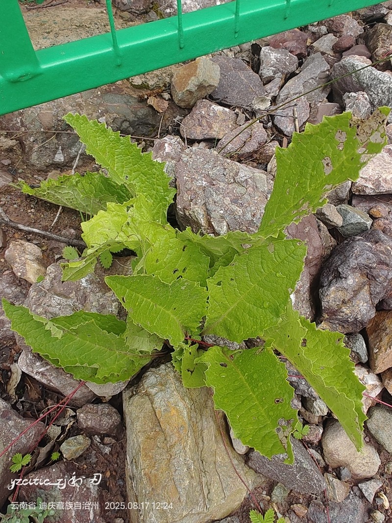 Nannoglottis gynura