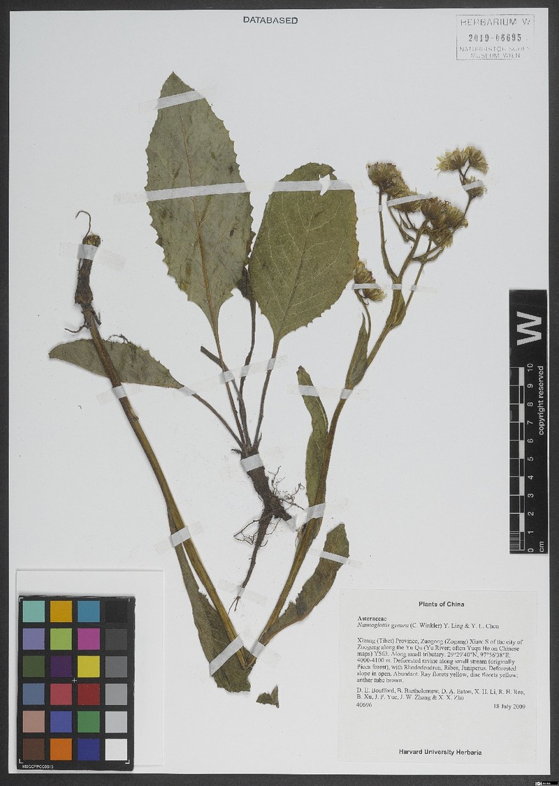 Nannoglottis gynura photo 2