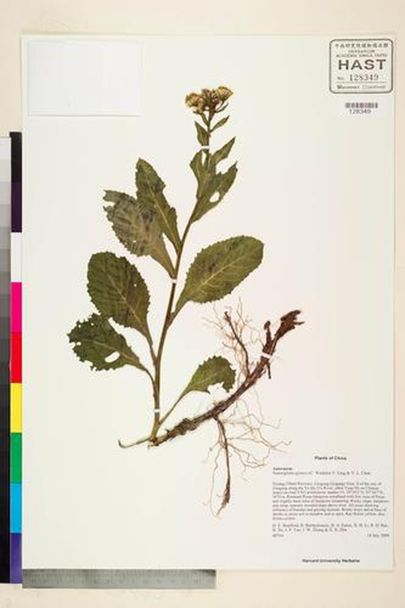 Nannoglottis gynura photo 3