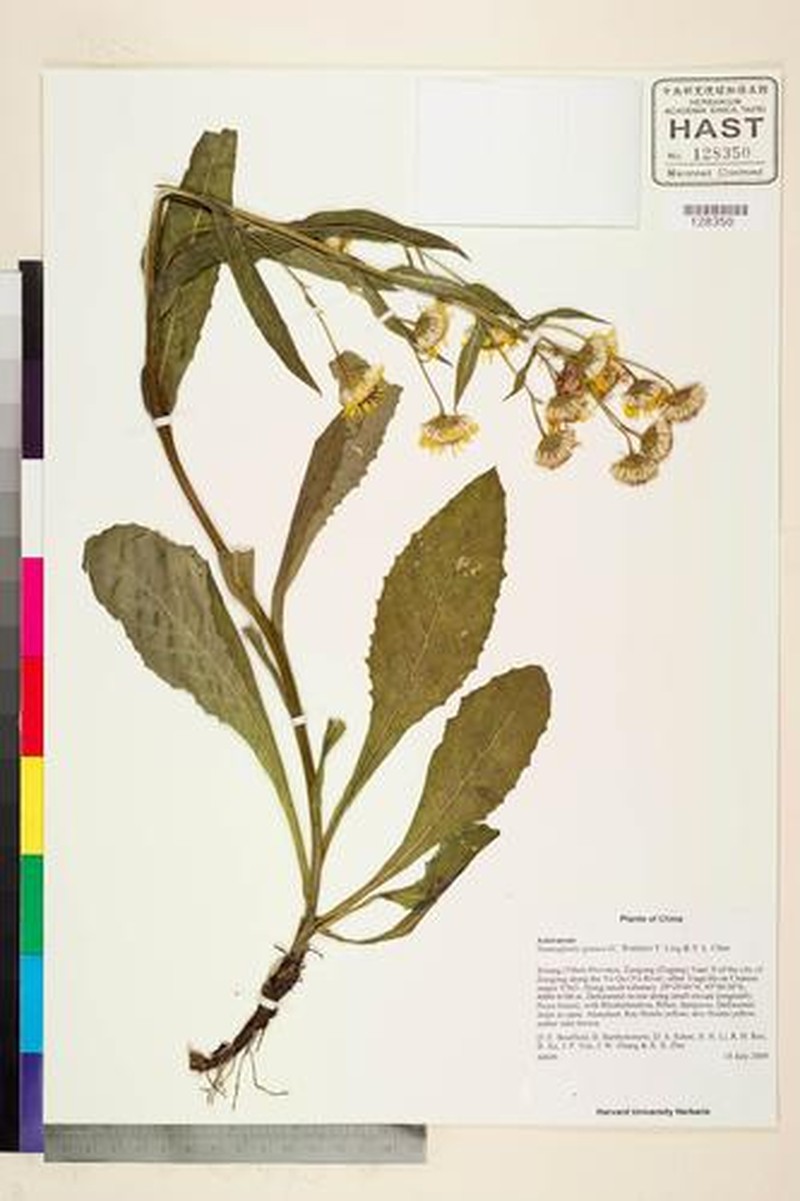 Nannoglottis gynura photo 4