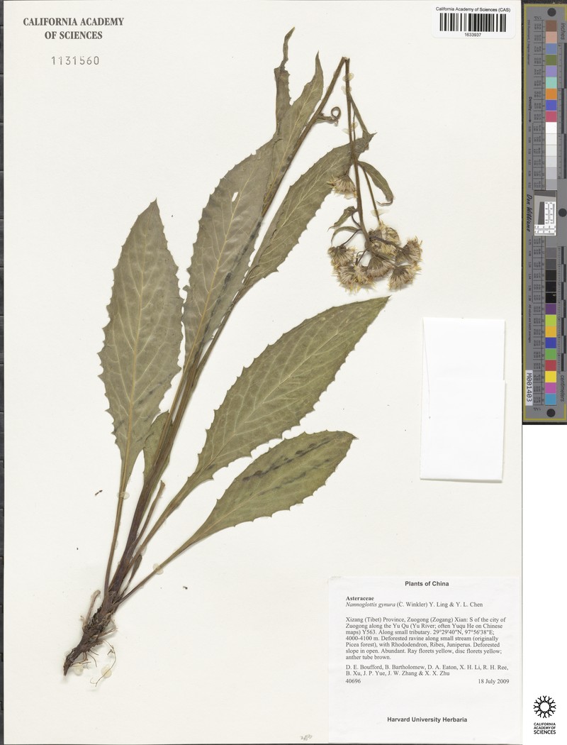 Nannoglottis gynura photo 5