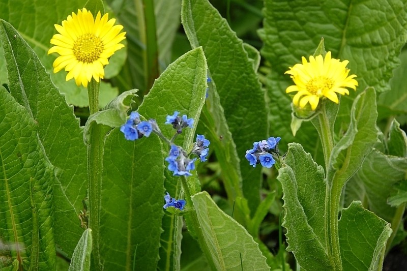 Nannoglottis hookeri