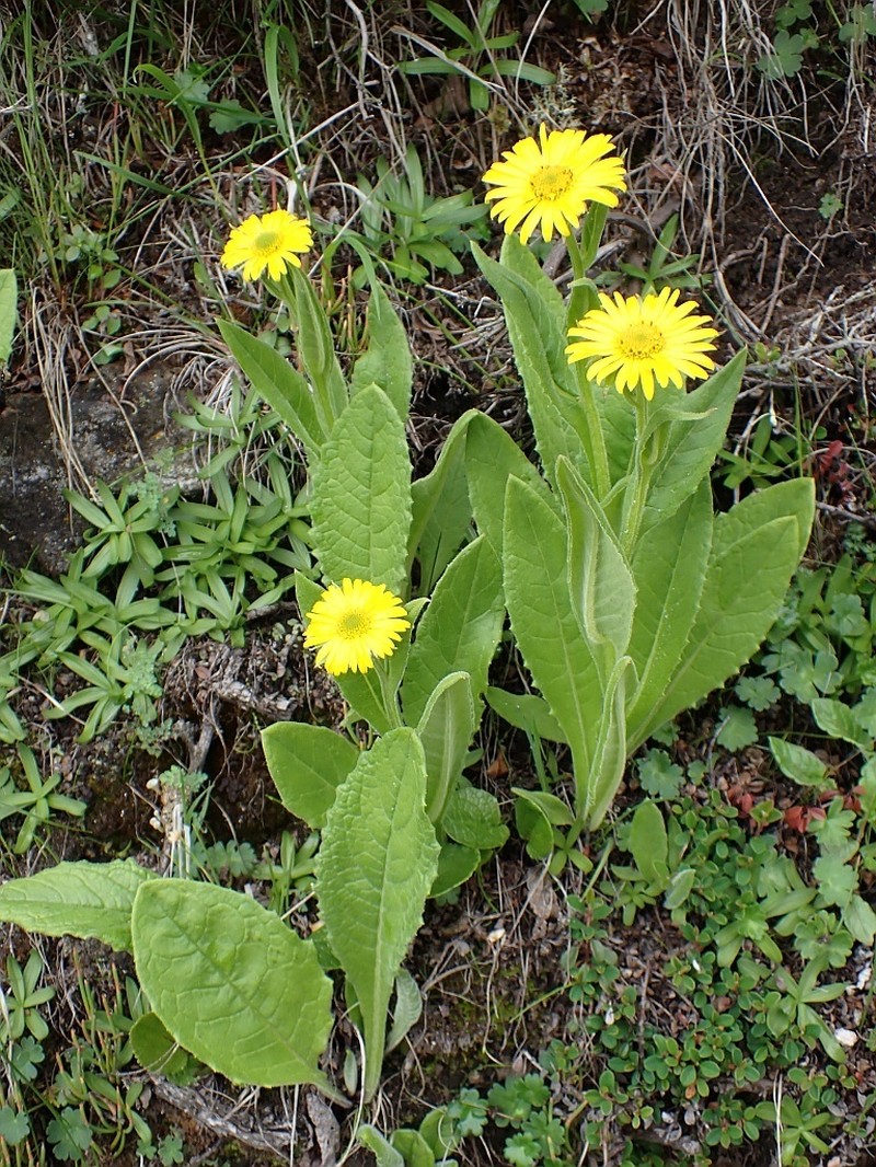 Nannoglottis hookeri photo 2