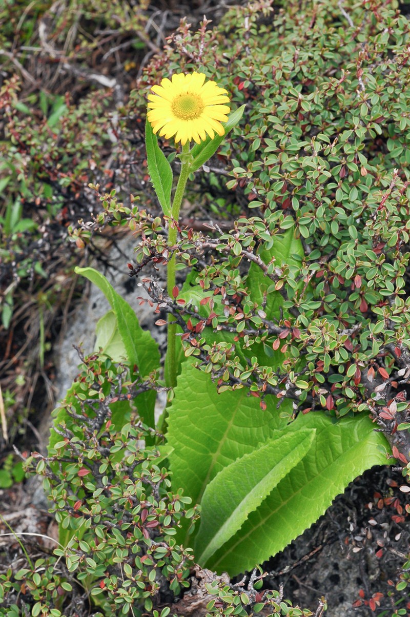 Nannoglottis hookeri photo 3