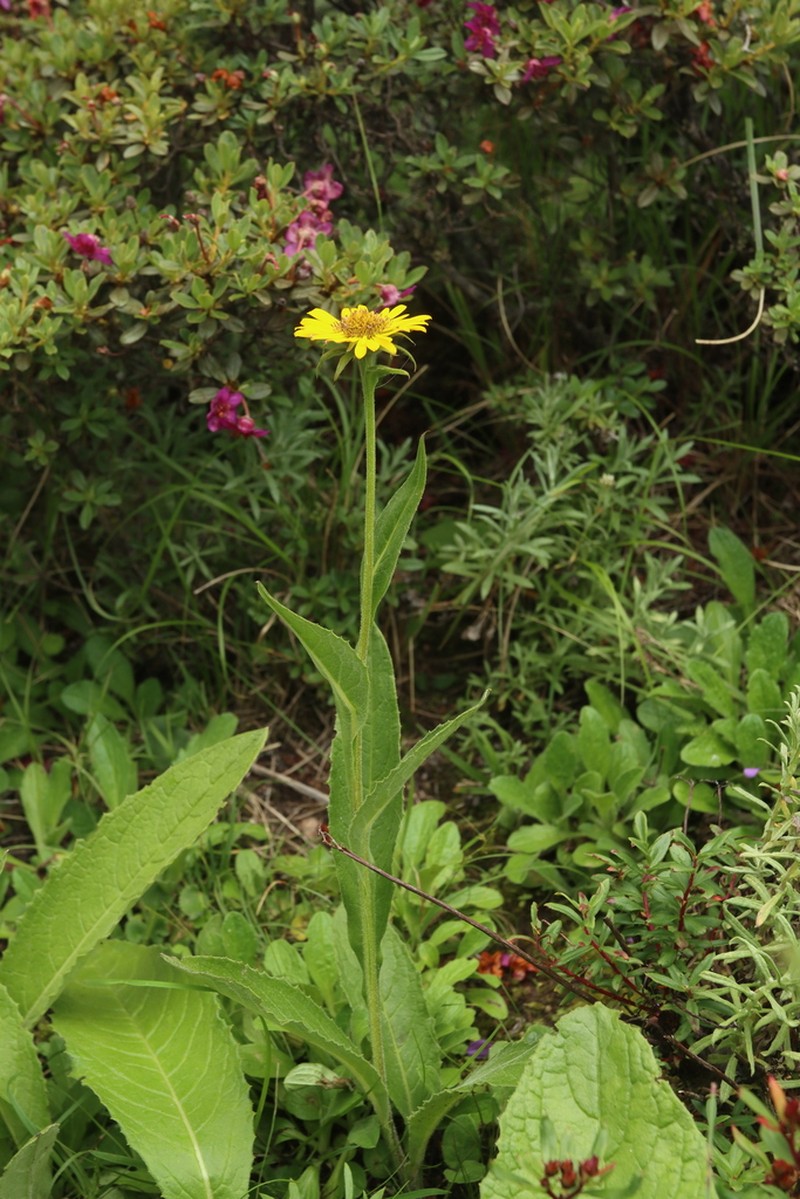 Nannoglottis hookeri photo 4