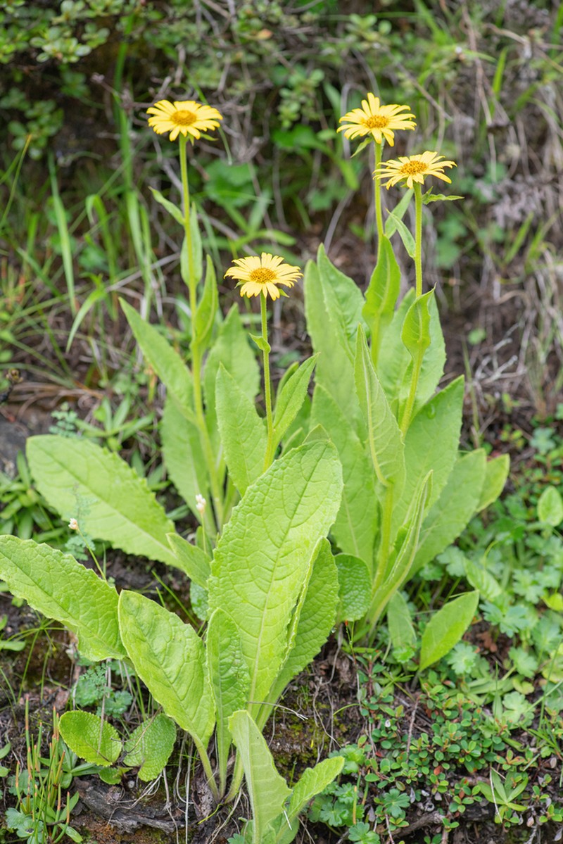 Nannoglottis hookeri photo 5