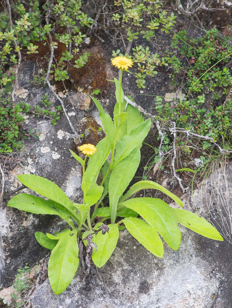Nannoglottis hookeri photo 6