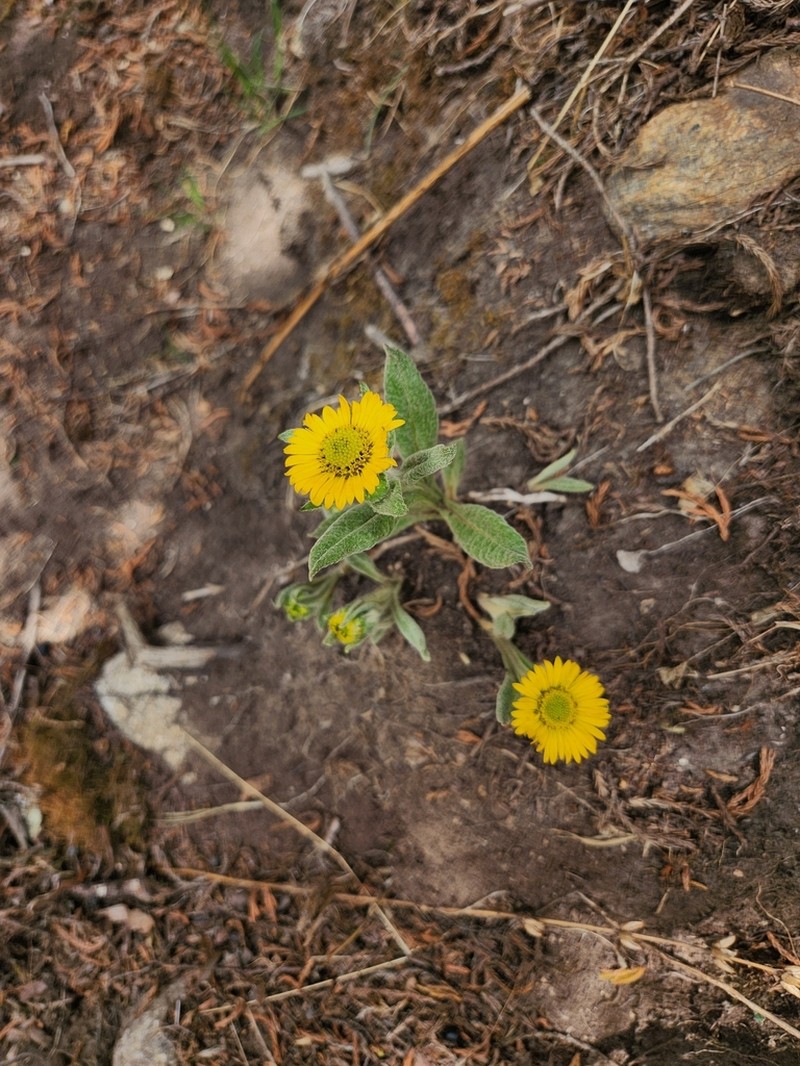 Nannoglottis hookeri photo 7