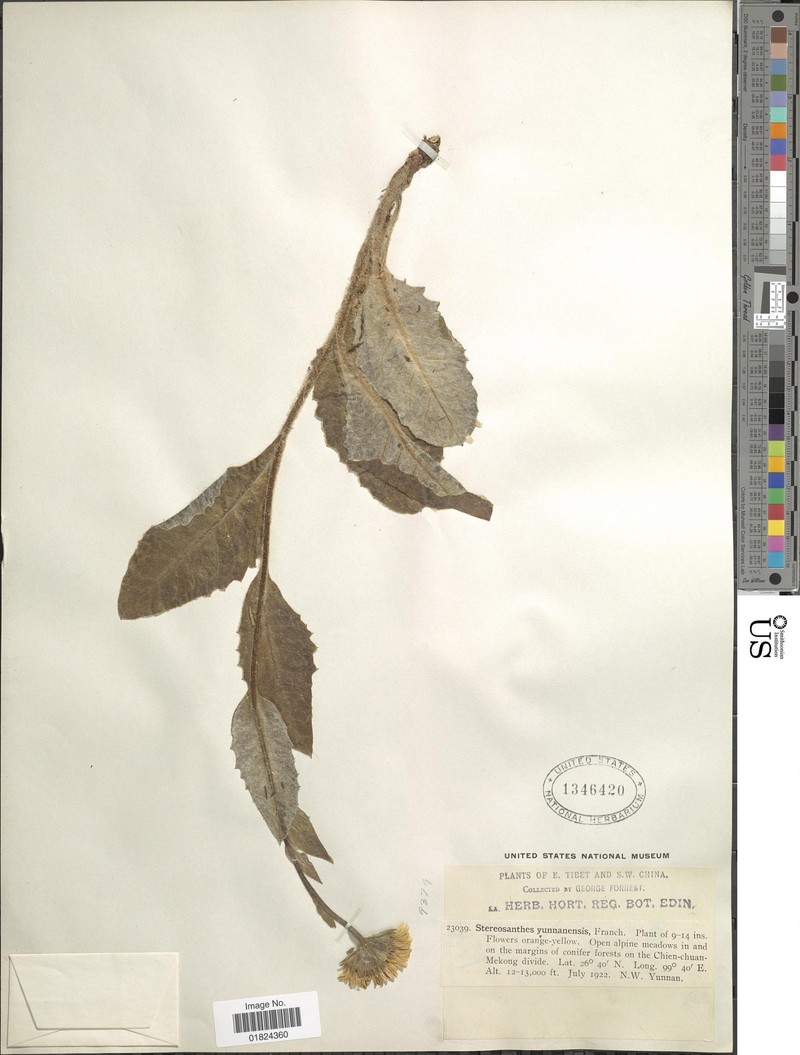 Nannoglottis latisquama