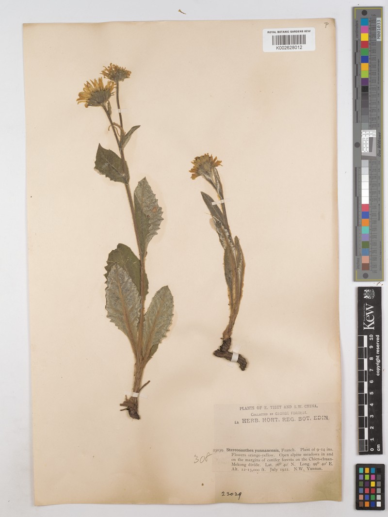 Nannoglottis latisquama photo 2