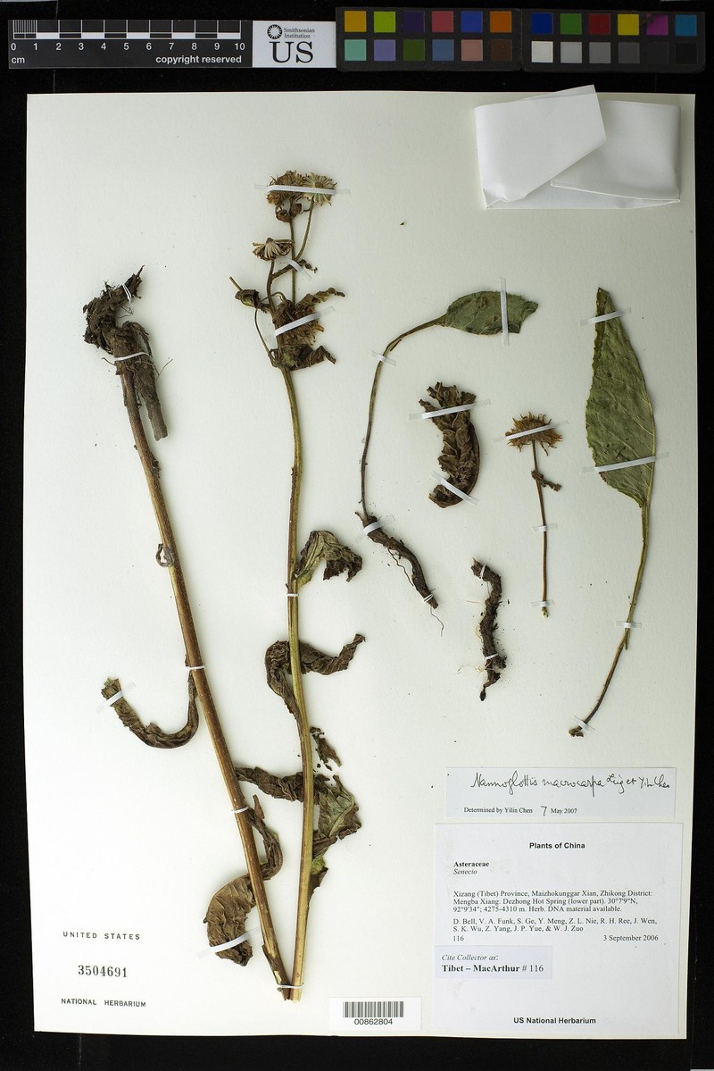 Nannoglottis macrocarpa