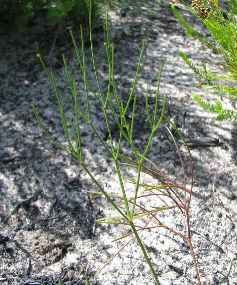 Nanobubon hypogaeum photo 3