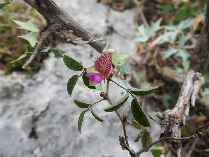 Nanogalactia brachystachys