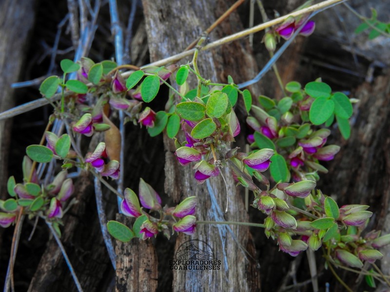 Nanogalactia brachystachys photo 2