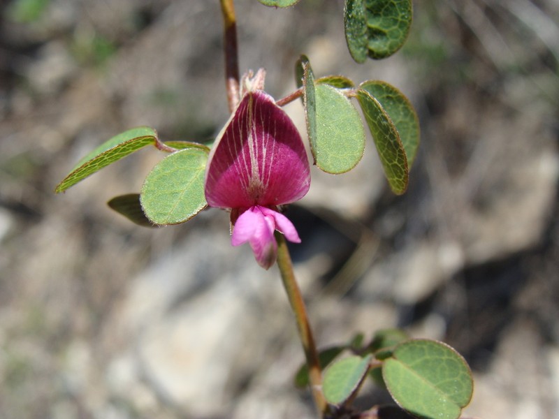 Nanogalactia brachystachys photo 3