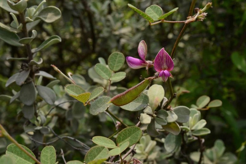 Nanogalactia brachystachys photo 4