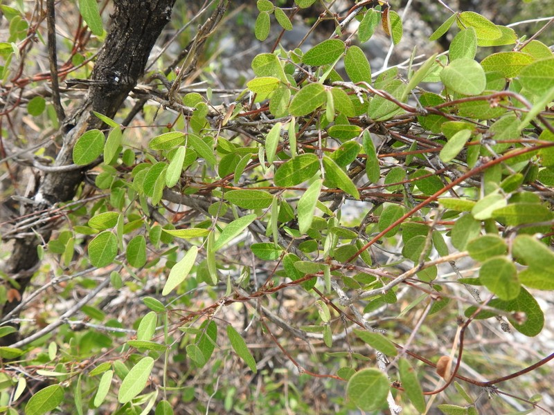 Nanogalactia brachystachys photo 6