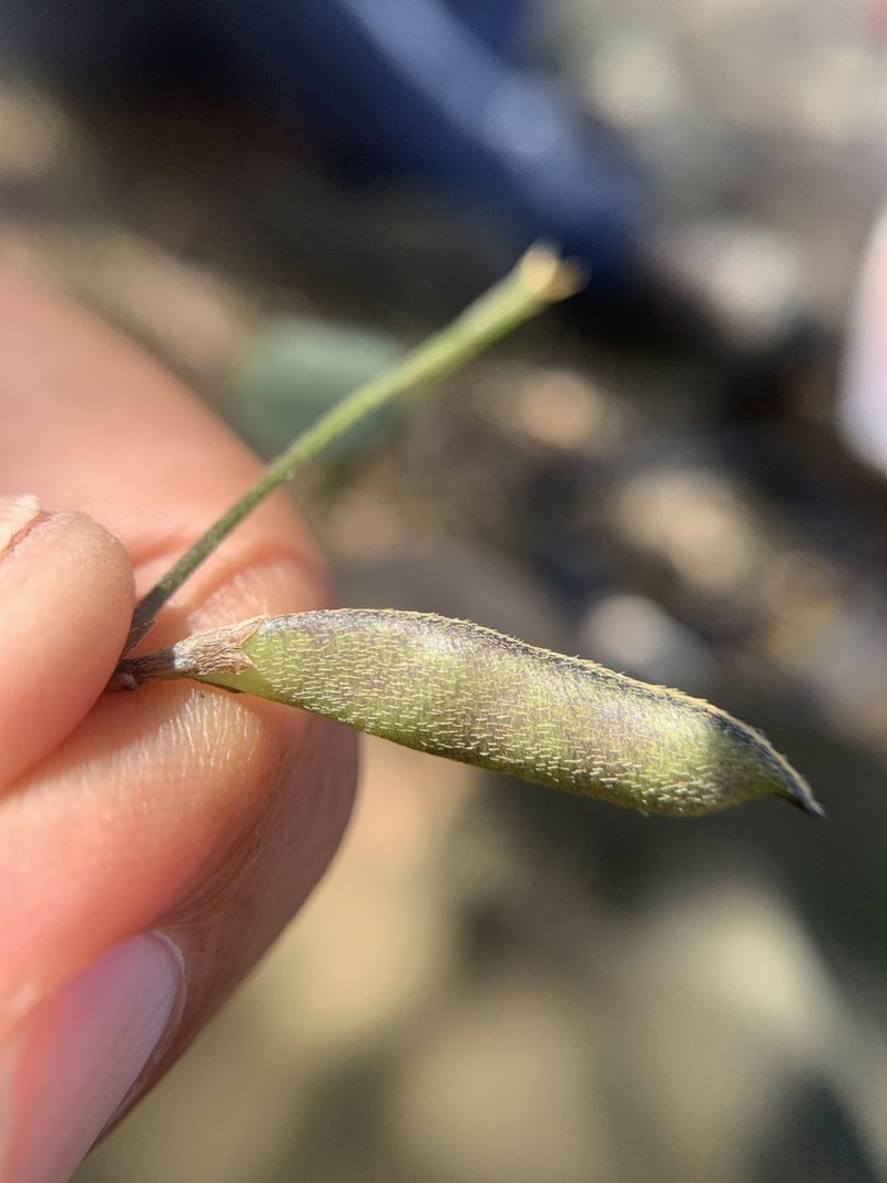 Nanogalactia brachystachys photo 7