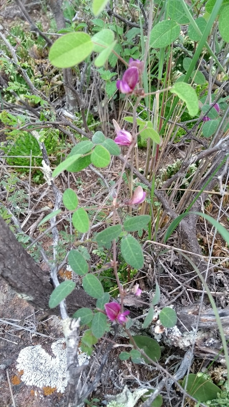 Nanogalactia brachystachys photo 8