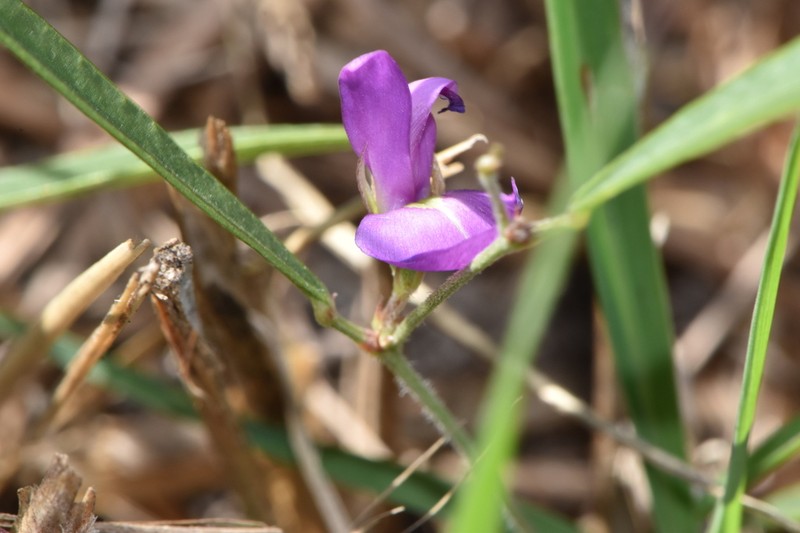 Edible Milkpea
