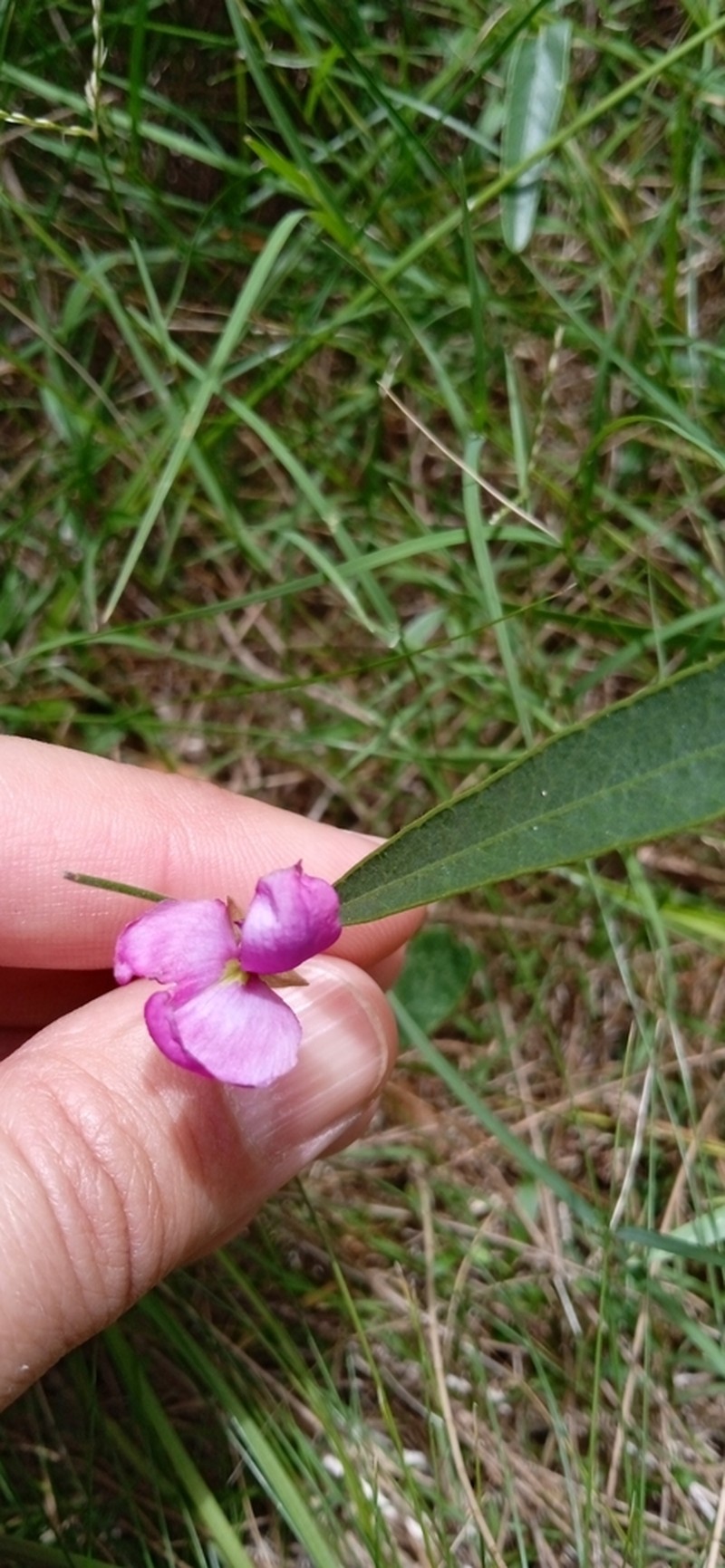 Edible Milkpea photo 2